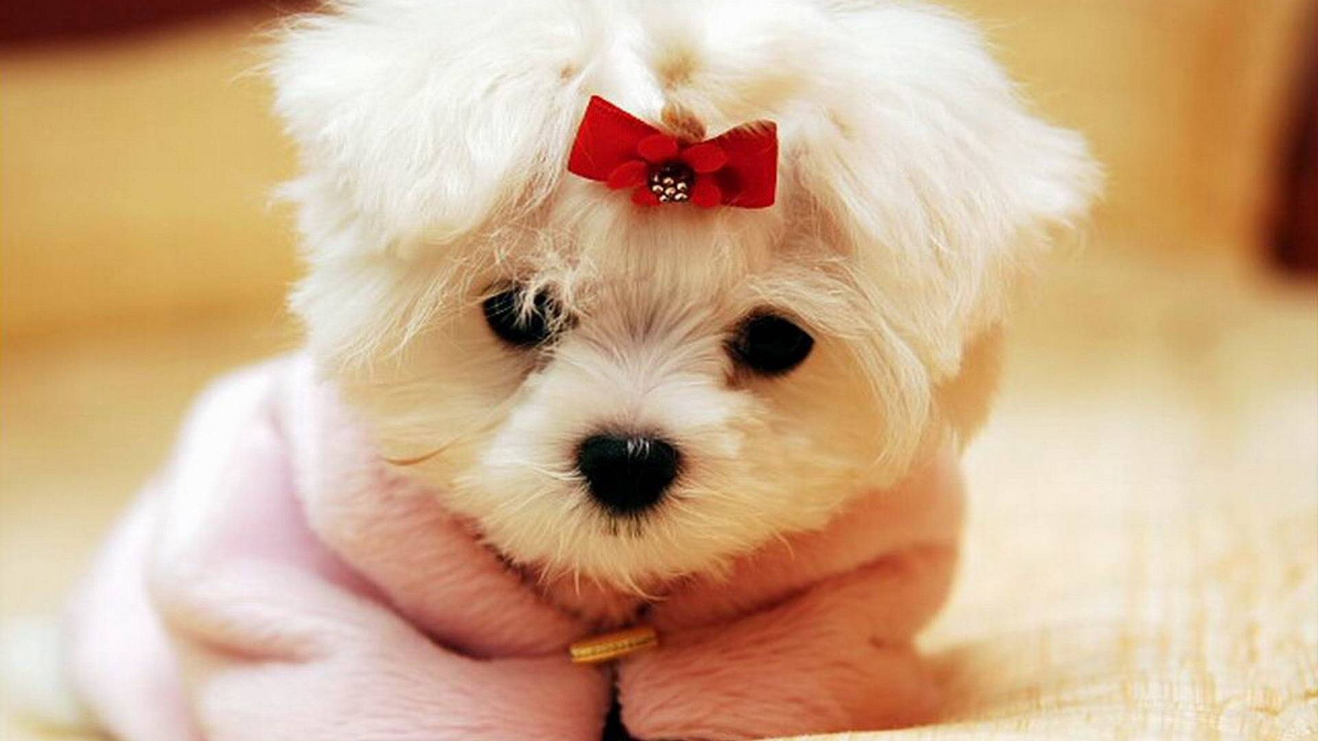 Cute Dog  Wallpapers