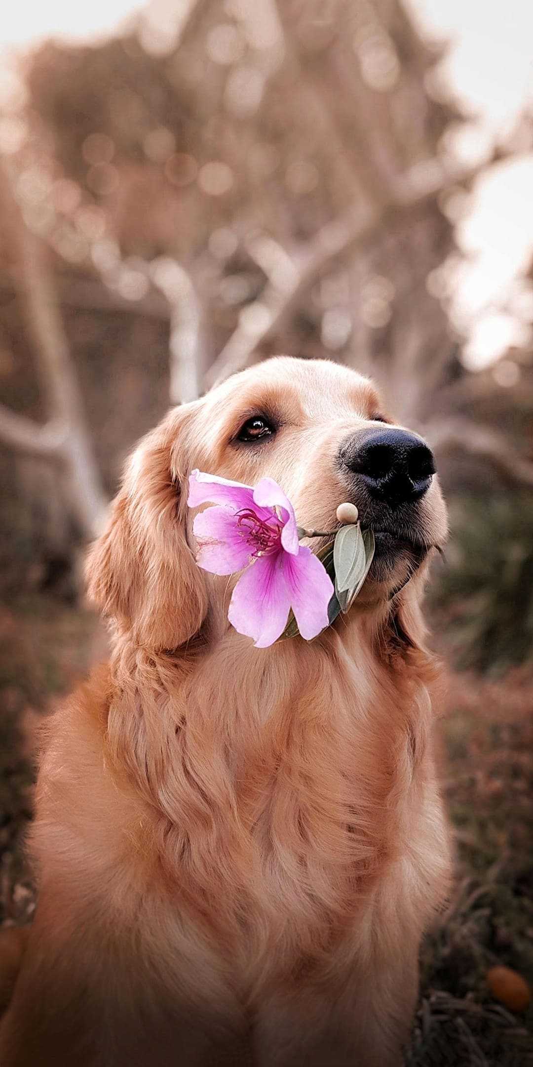 Cute Dog  Wallpapers