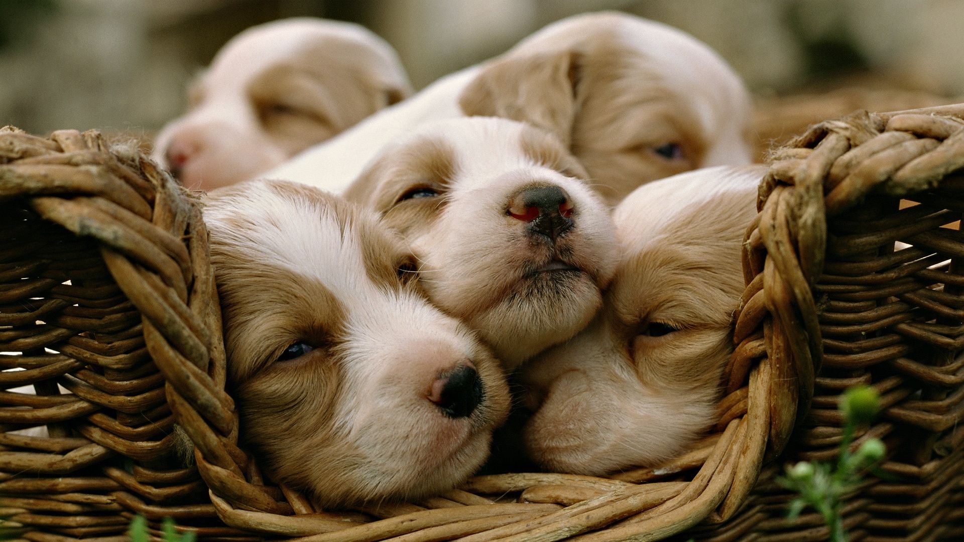 Cute DogWallpapers