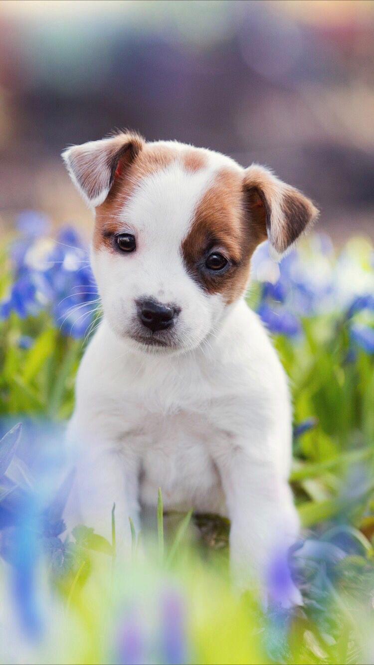 Cute Dogs And Puppies  Wallpapers