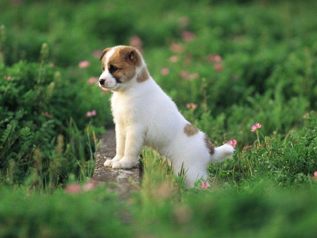 Cute Dogs And Puppies  Wallpapers