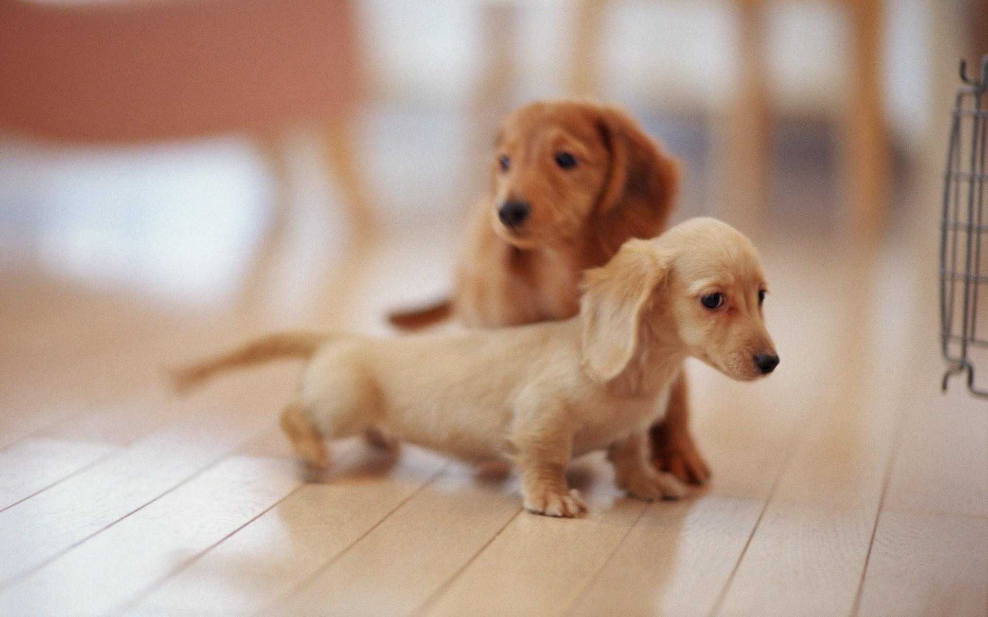 Cute Dogs And Puppies  Wallpapers