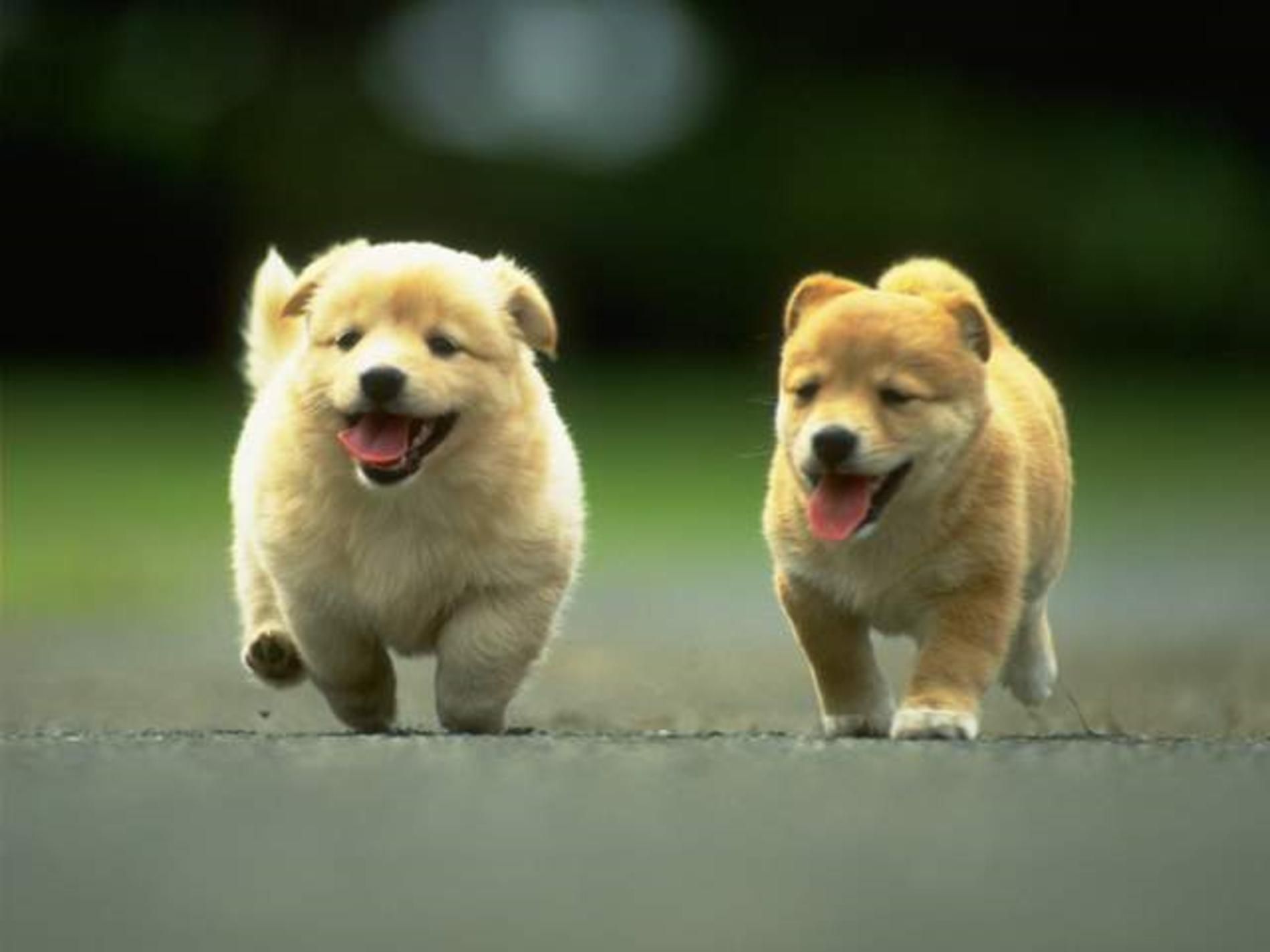 Cute Dogs And Puppies  Wallpapers