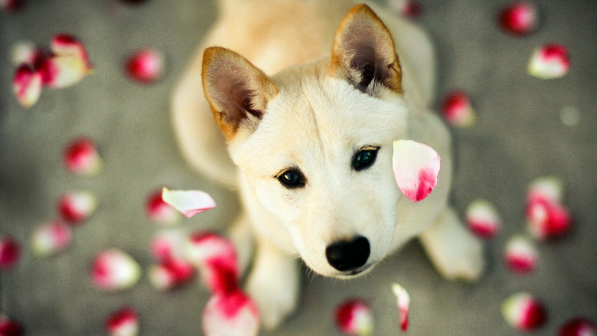 Cute Dogs And Puppies  Wallpapers