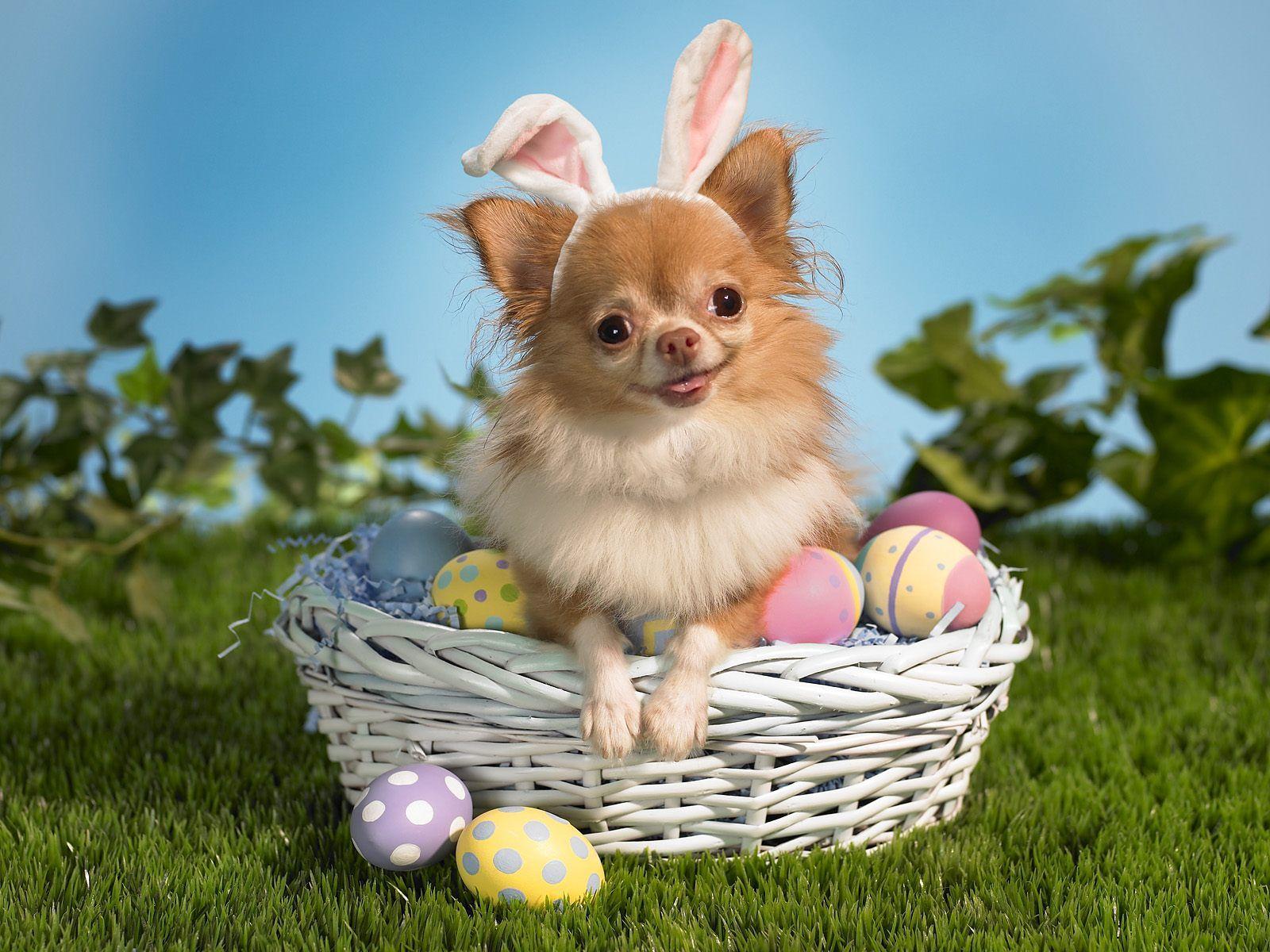 Cute Easter  Wallpapers