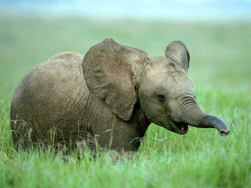 Cute Elephant Wallpapers