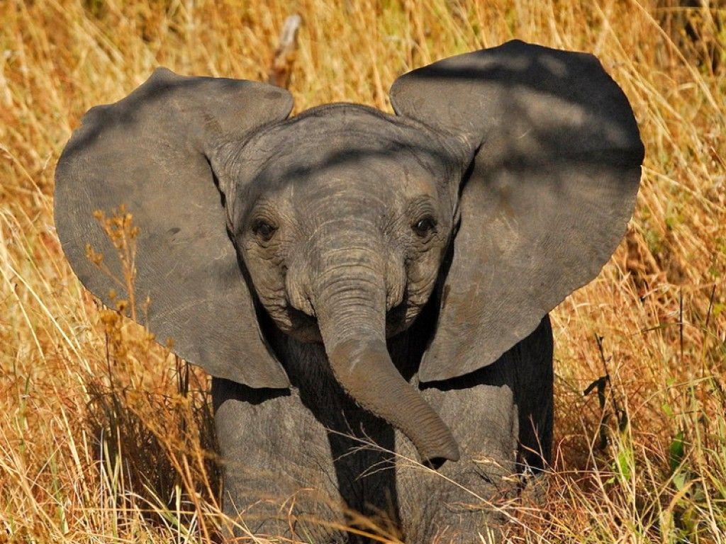 Cute ElephantWallpapers