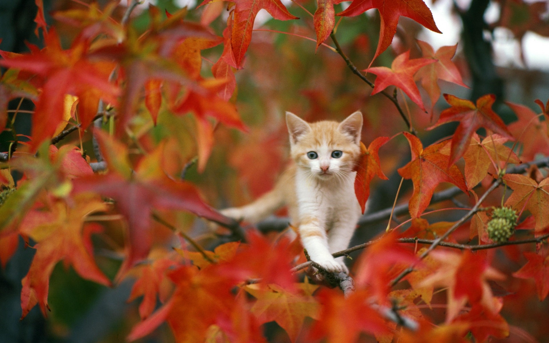 Cute Fall Wallpapers