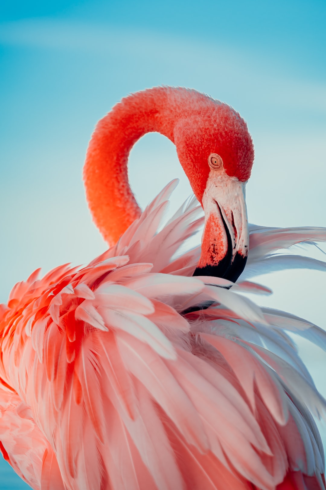 Cute Flamingo Wallpapers