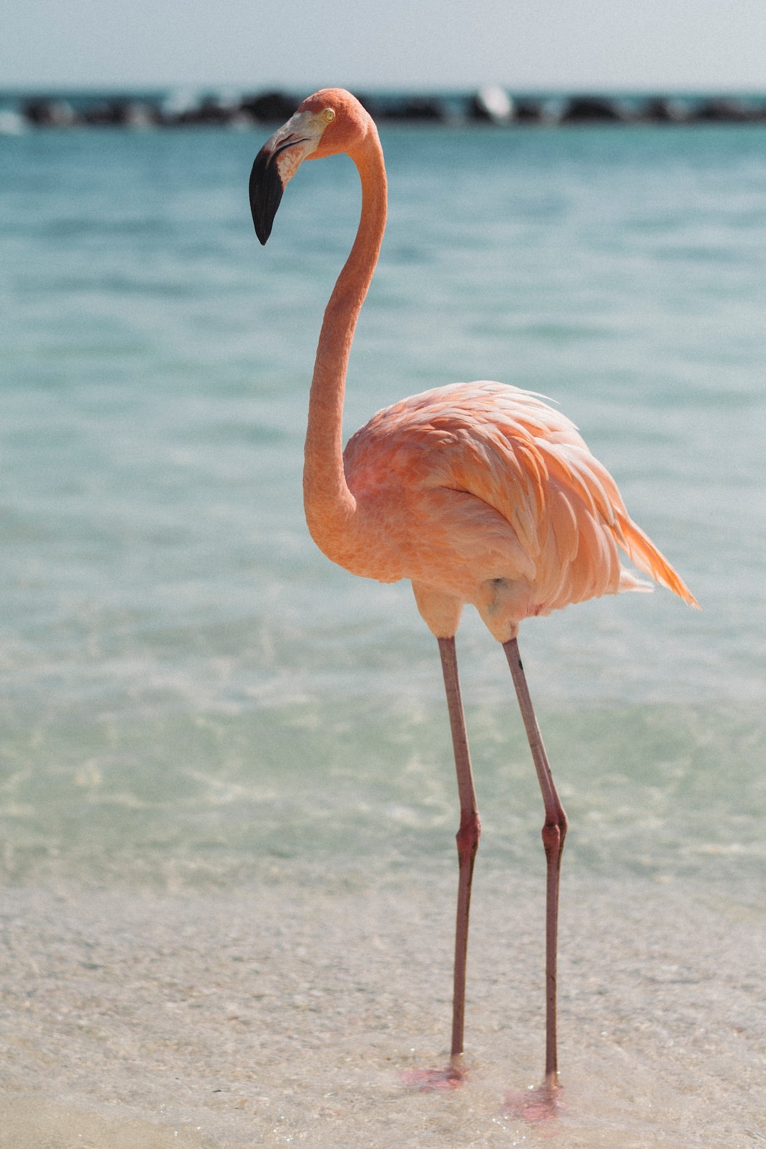 Cute Flamingo Wallpapers