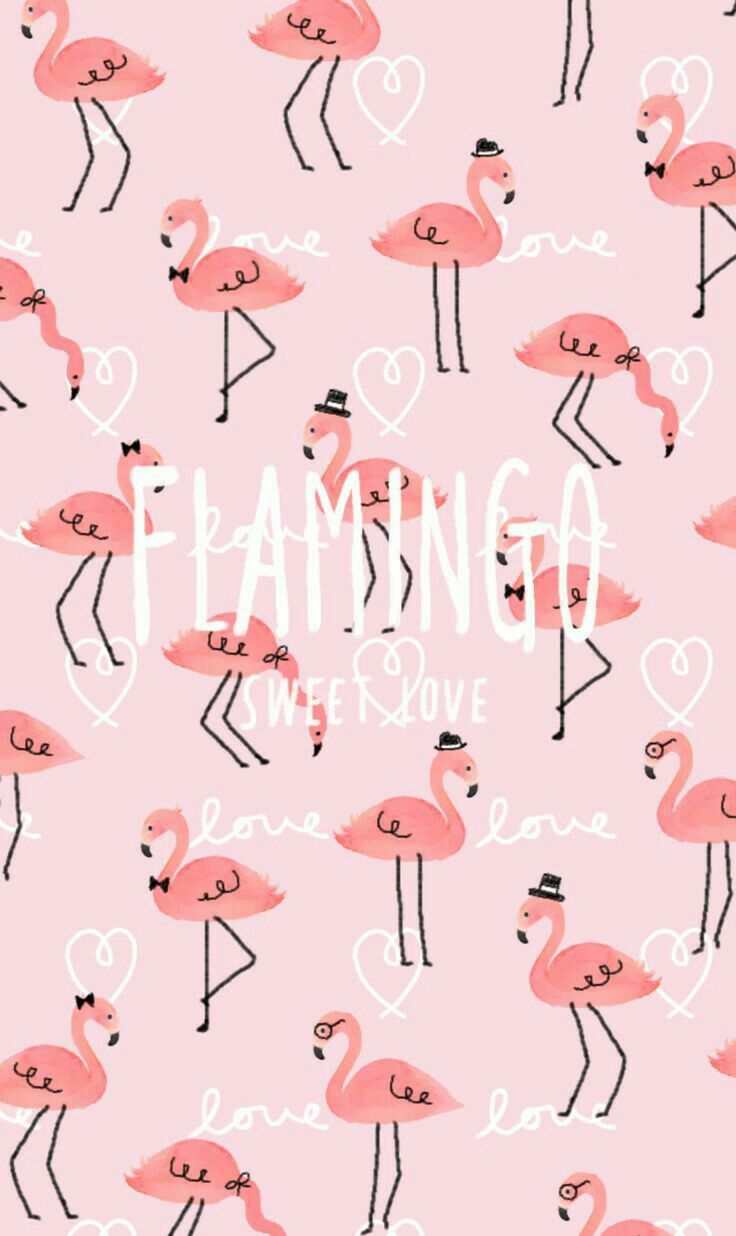 Cute Flamingo Wallpapers