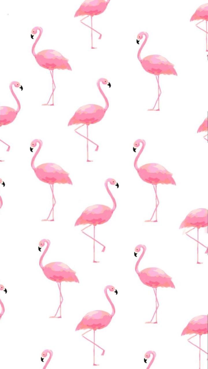 Cute Flamingo Wallpapers