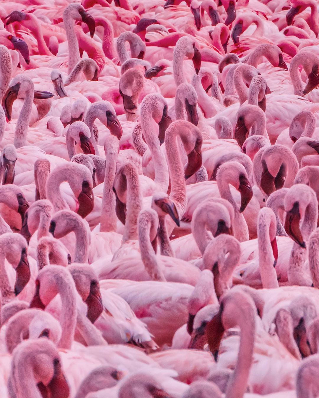 Cute Flamingo Wallpapers