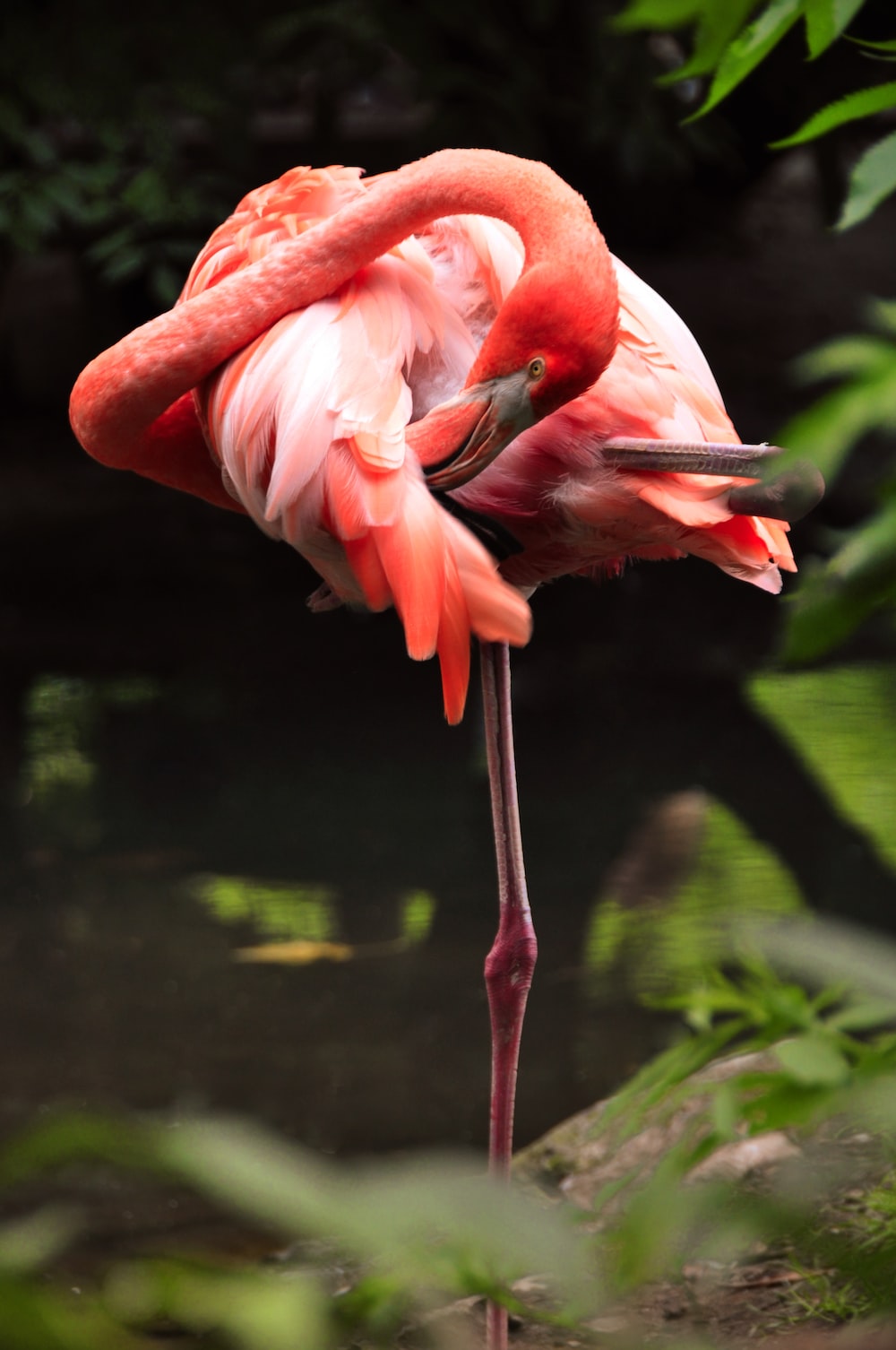 Cute FlamingoWallpapers