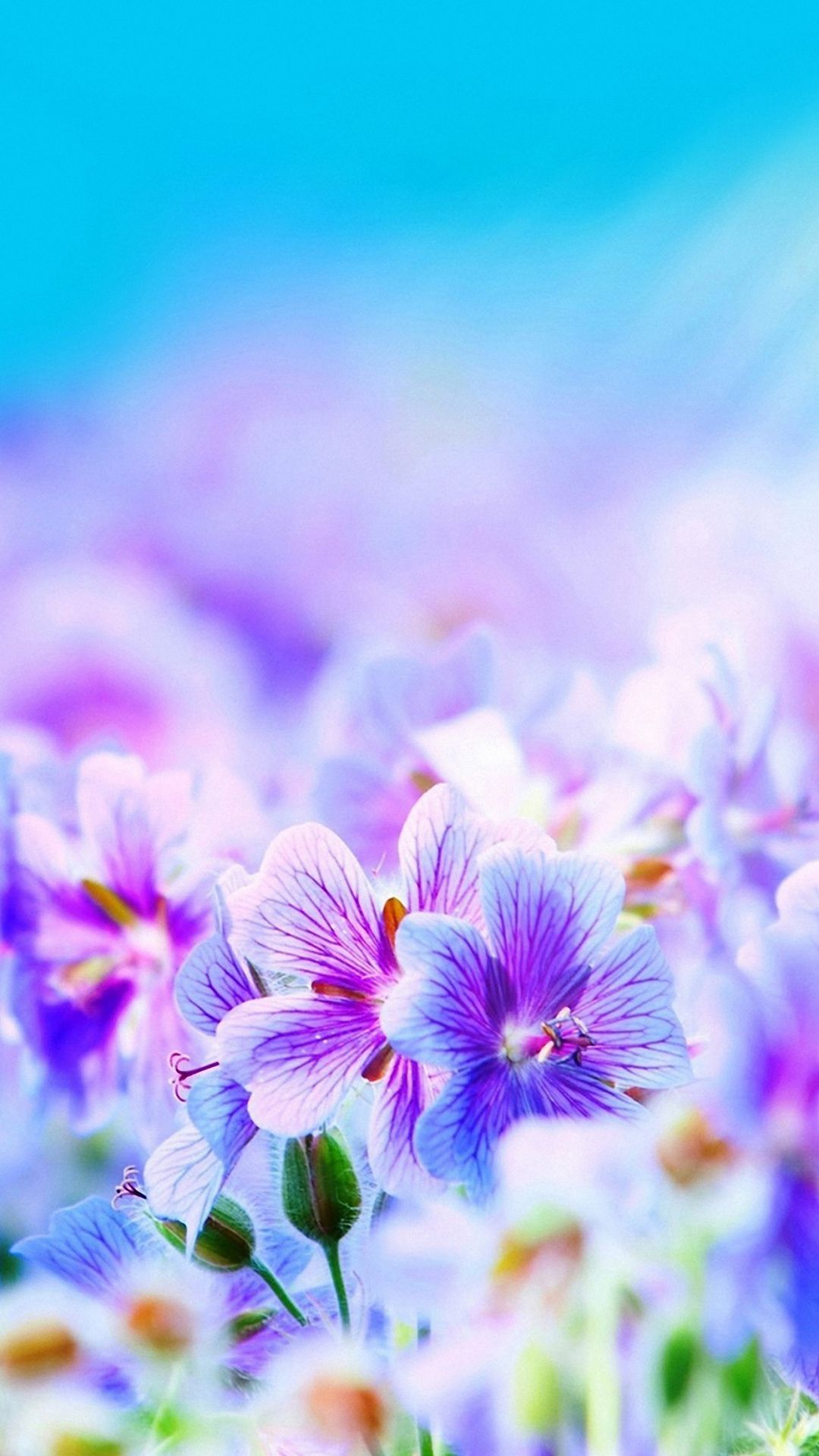 Cute FlowerWallpapers