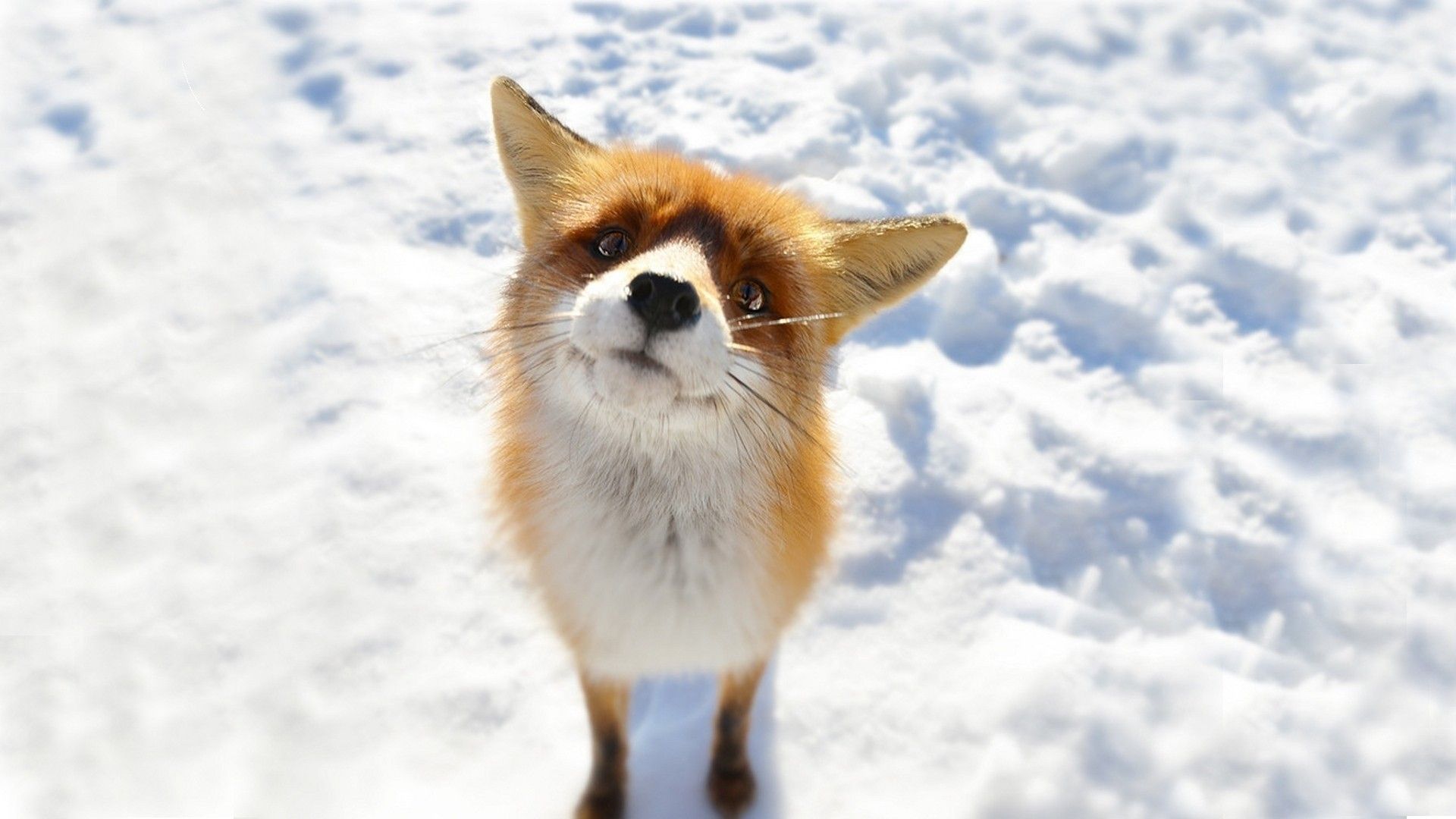 Cute FoxWallpapers