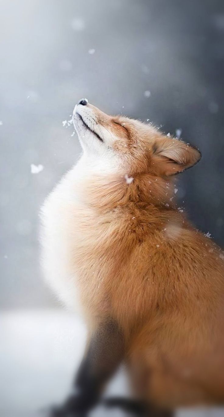 Cute FoxWallpapers