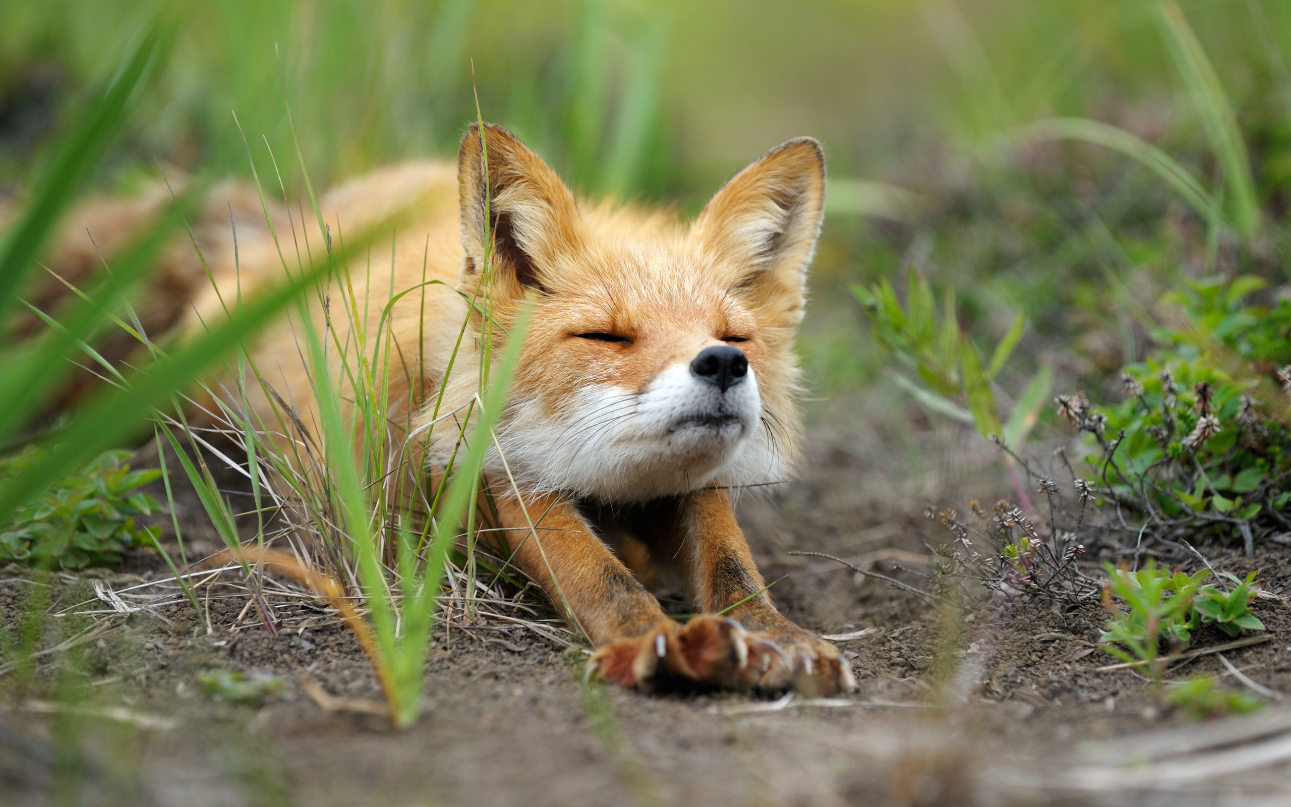 Cute FoxWallpapers