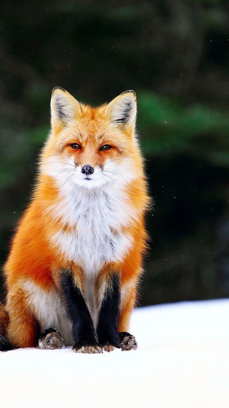 Cute FoxWallpapers