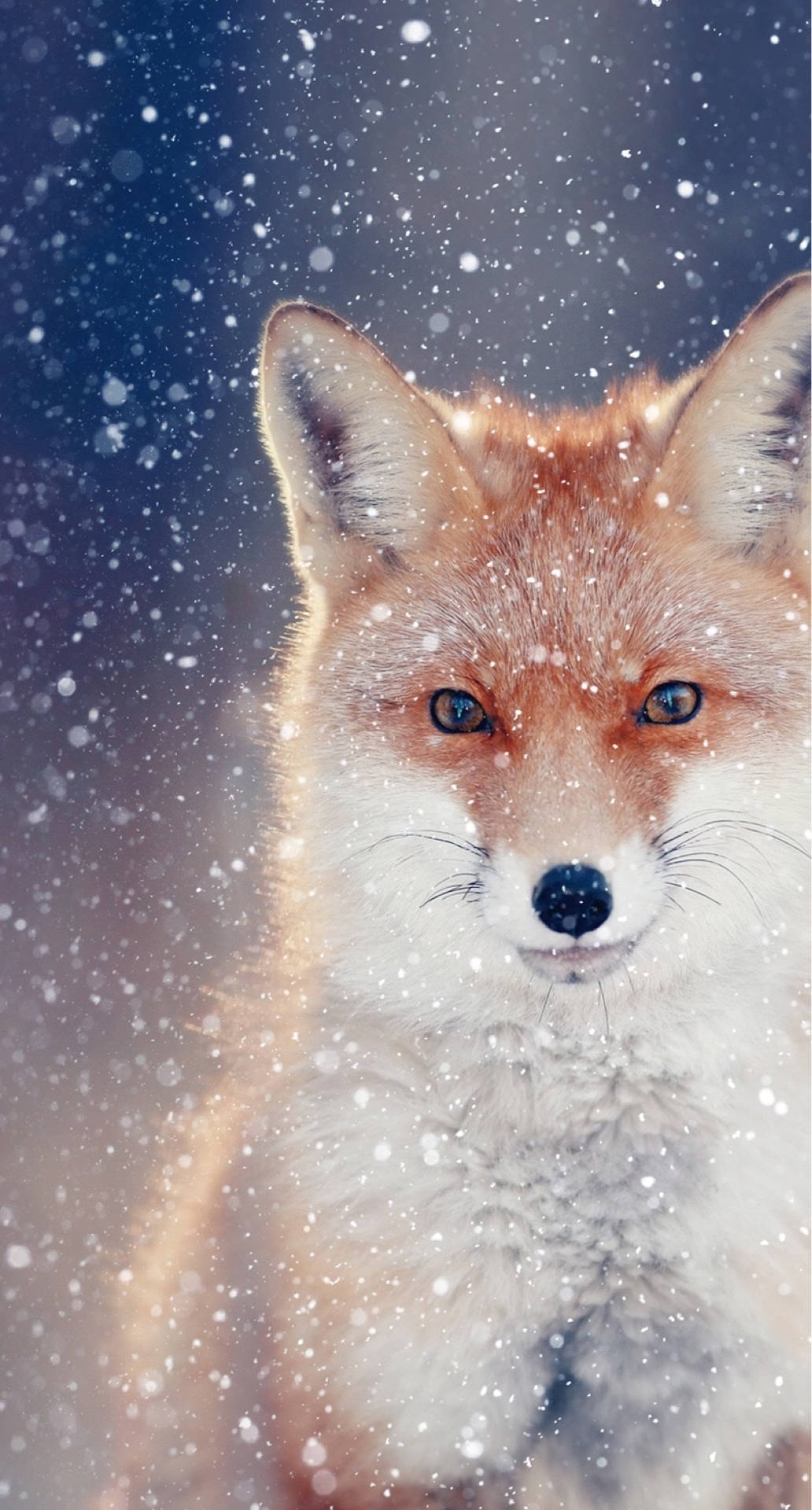 Cute FoxWallpapers