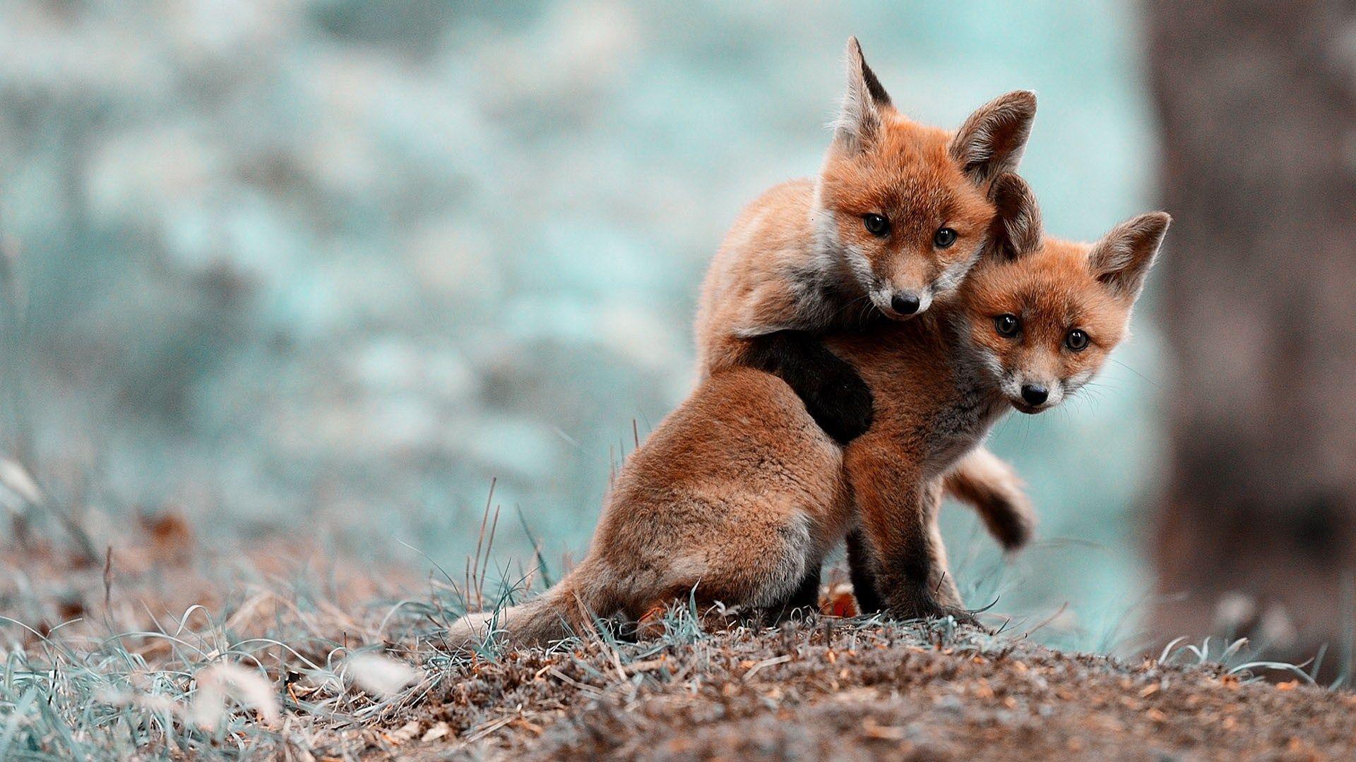 Cute FoxWallpapers