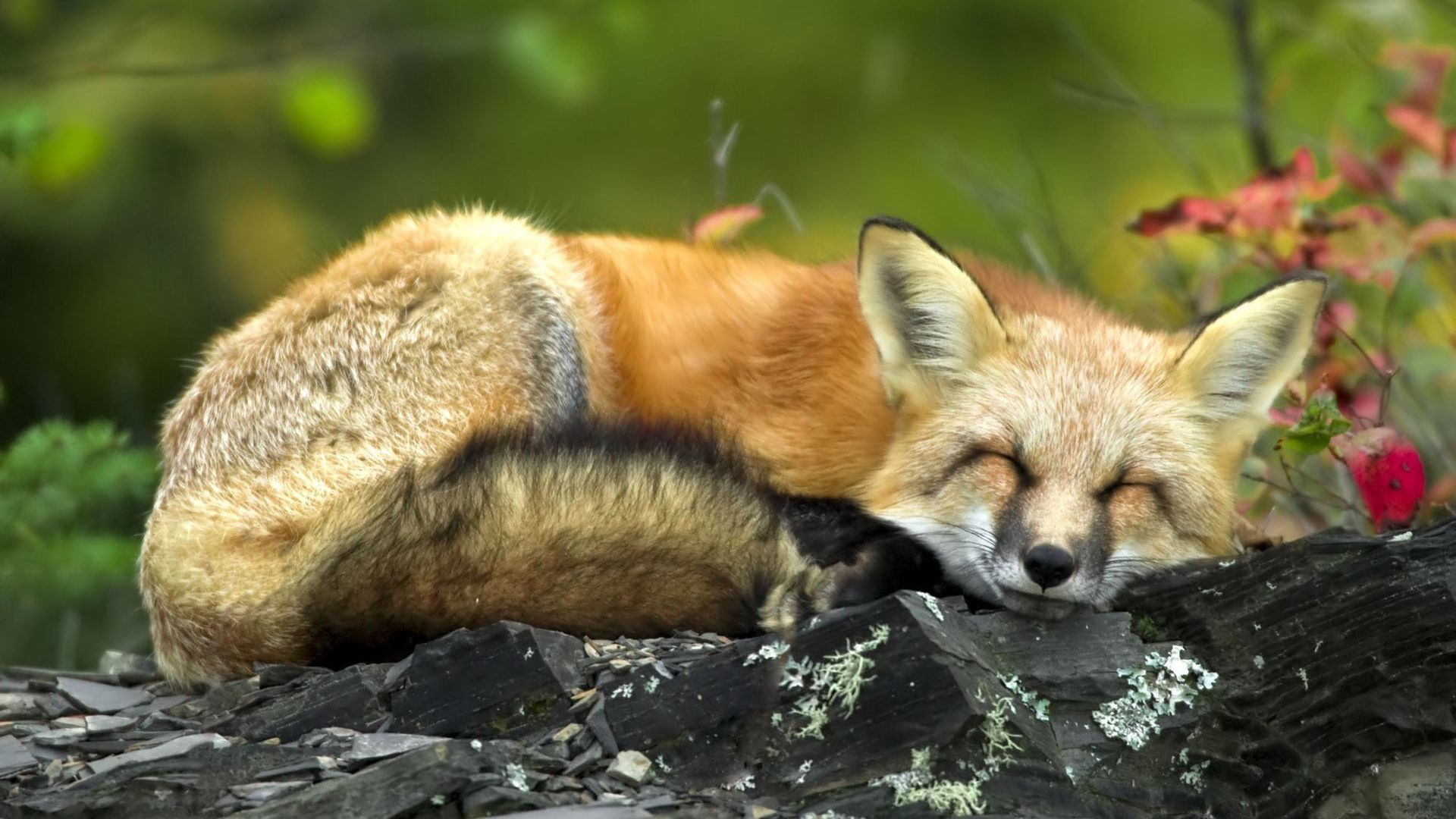 Cute FoxWallpapers