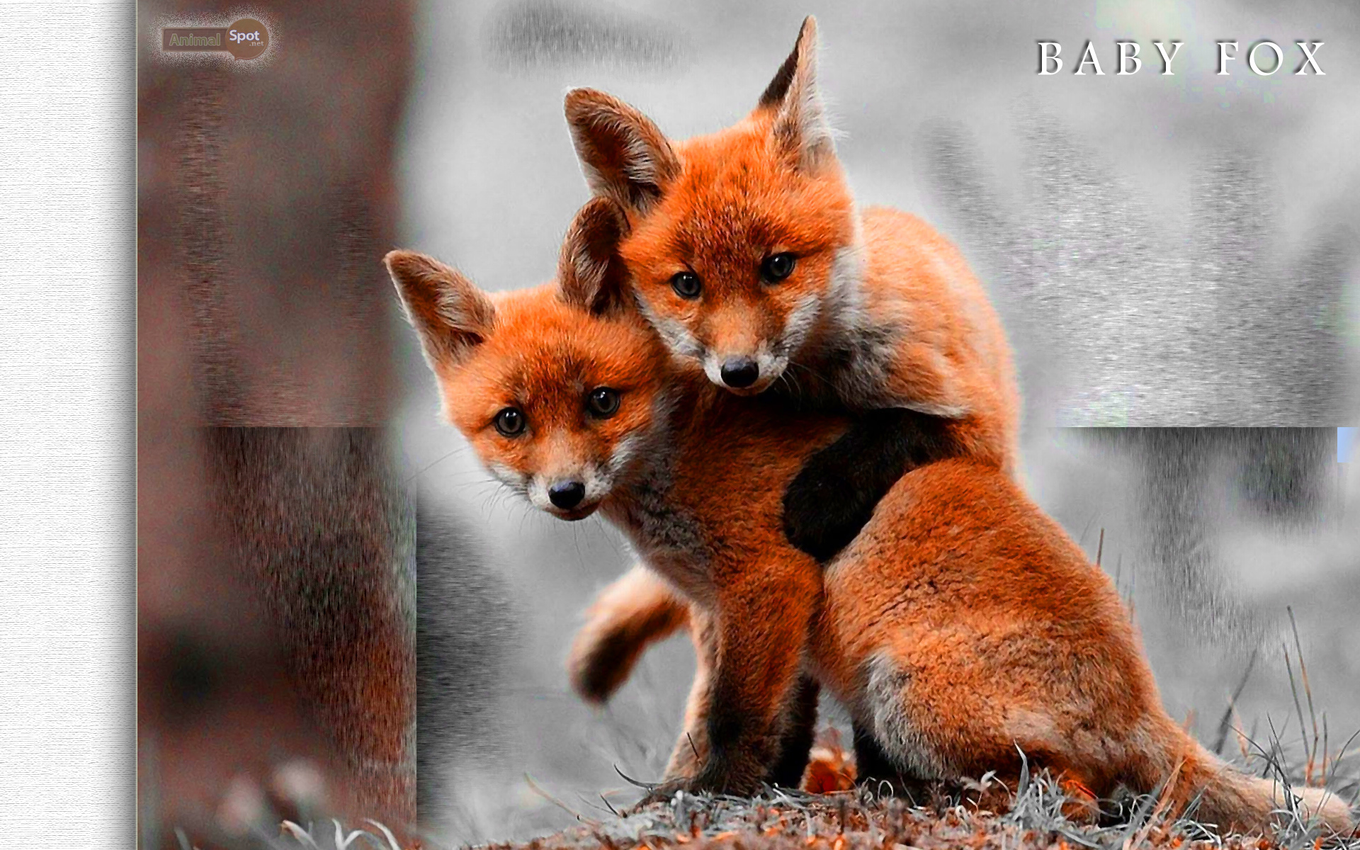 Cute FoxWallpapers