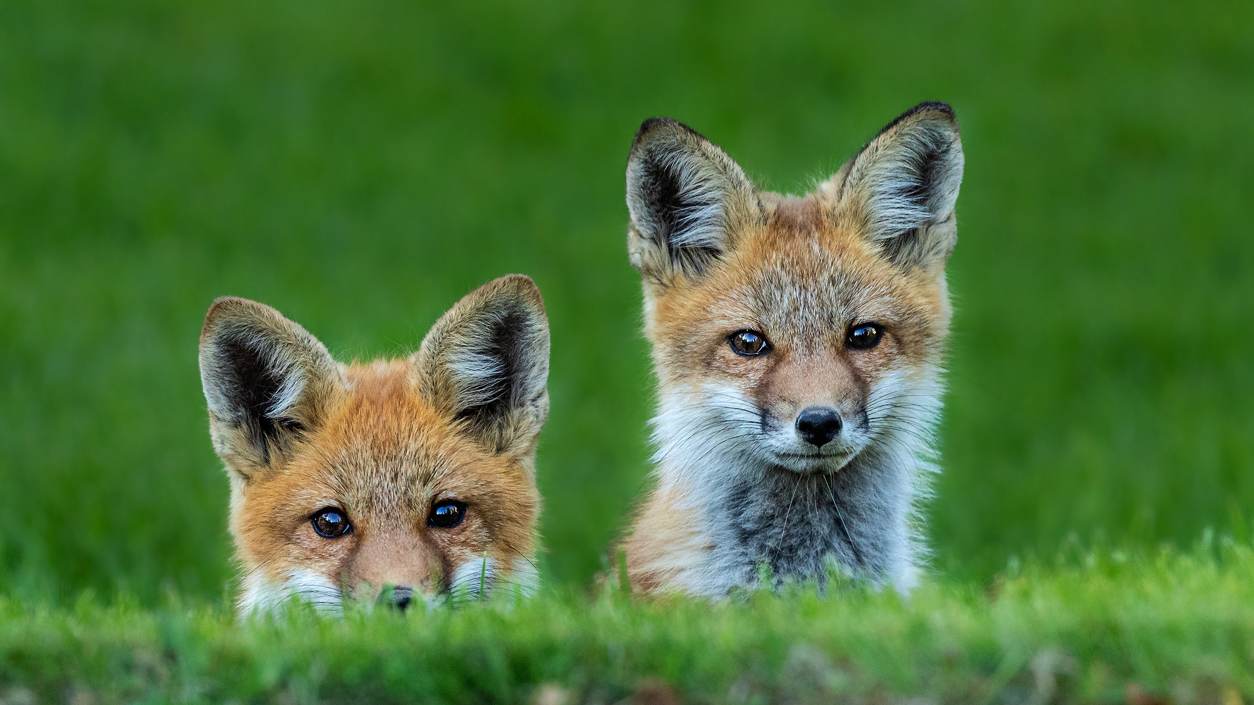 Cute FoxWallpapers