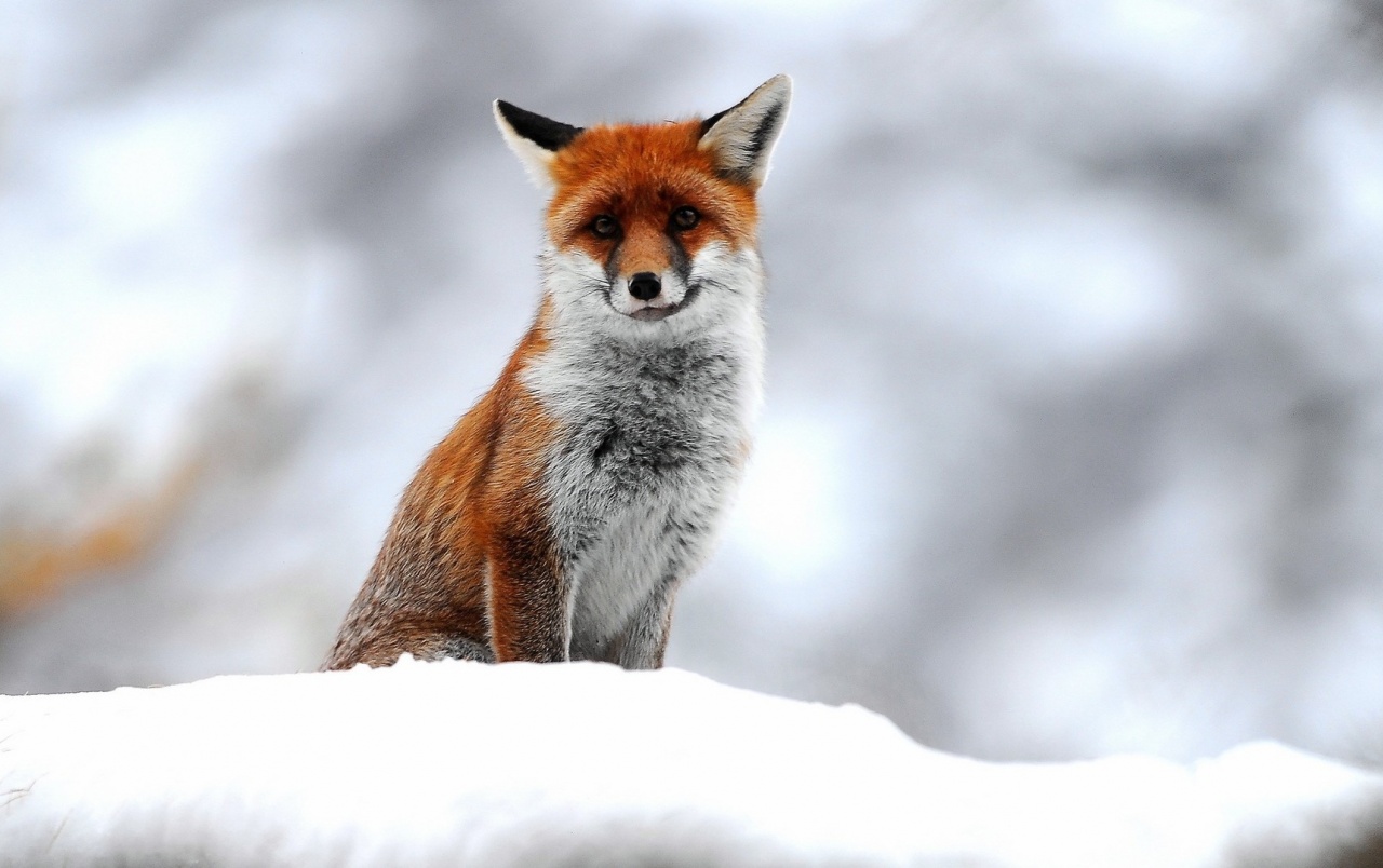 Cute FoxWallpapers