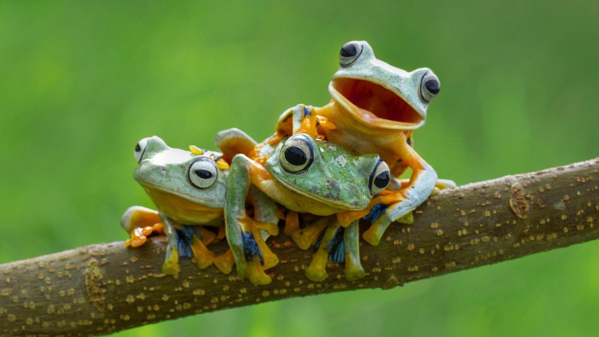 Cute Frogs Wallpapers