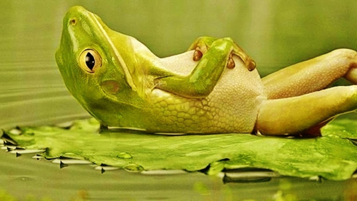 Cute Frogs Wallpapers