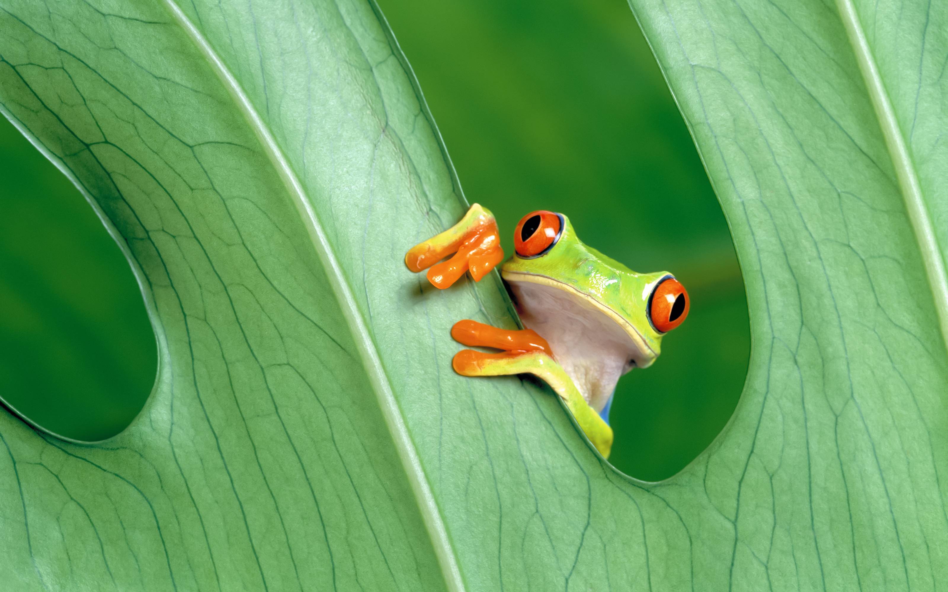 Cute Frogs Wallpapers