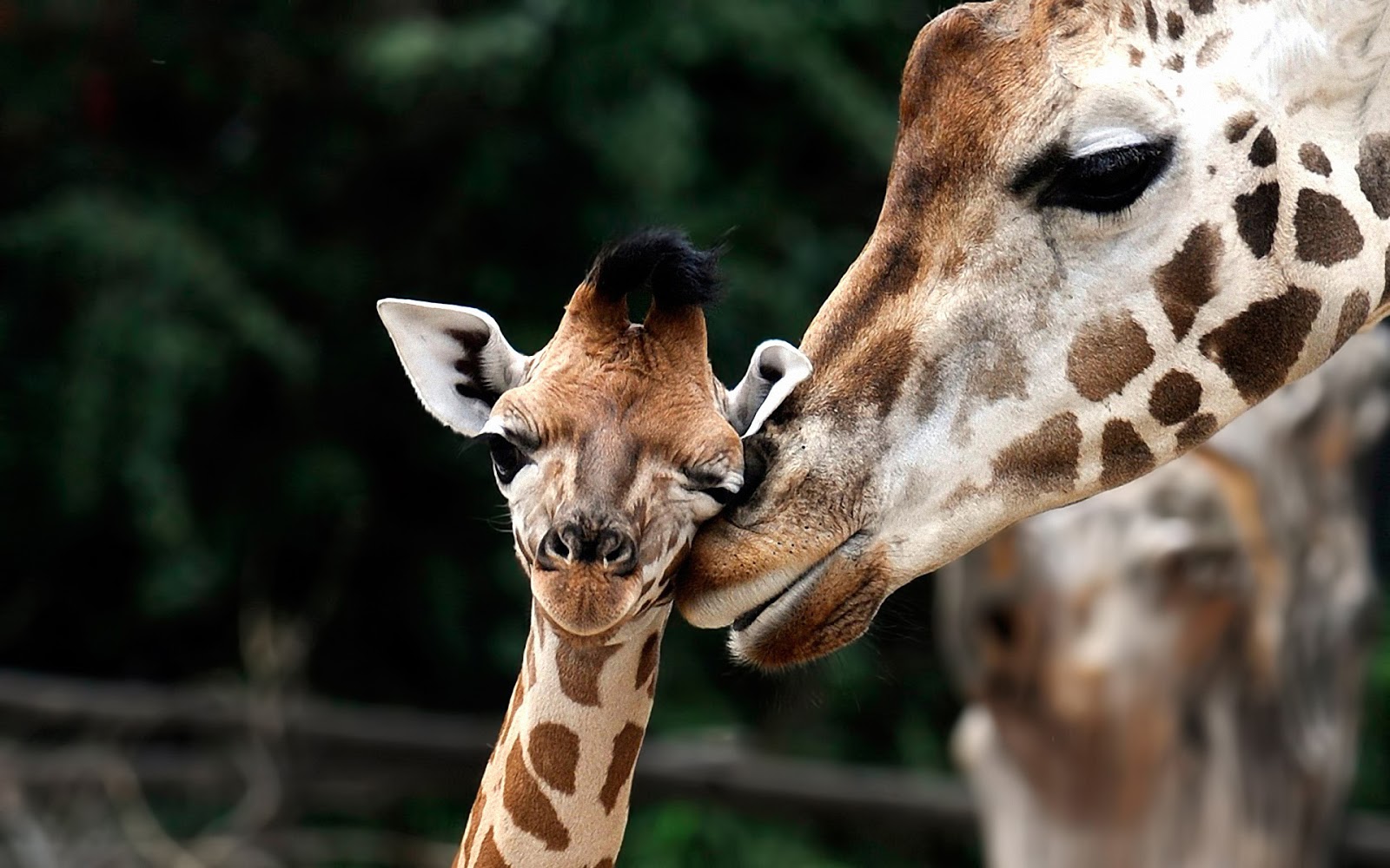 Cute Giraffe Wallpapers