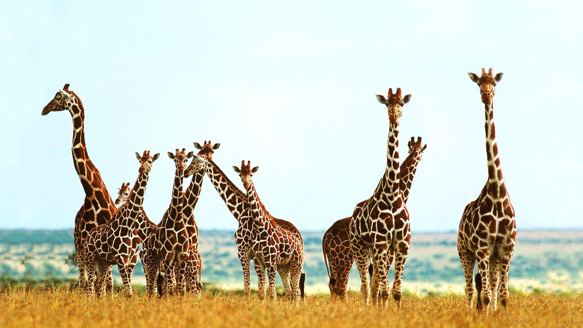 Cute Giraffe Wallpapers