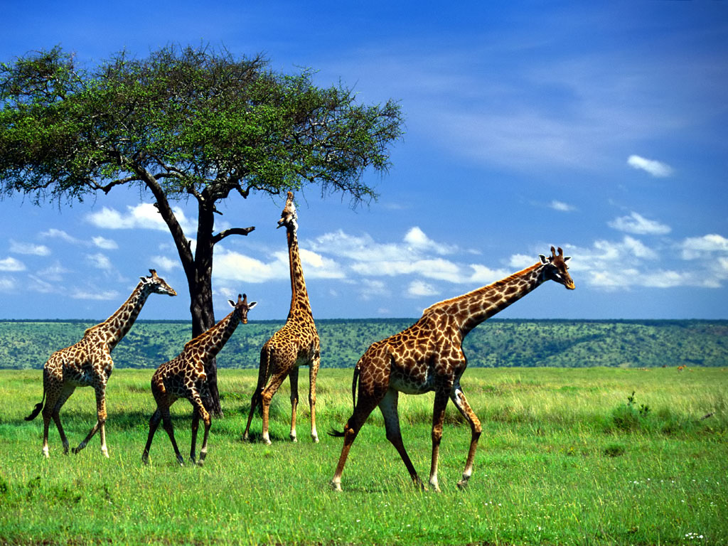 Cute Giraffe Wallpapers