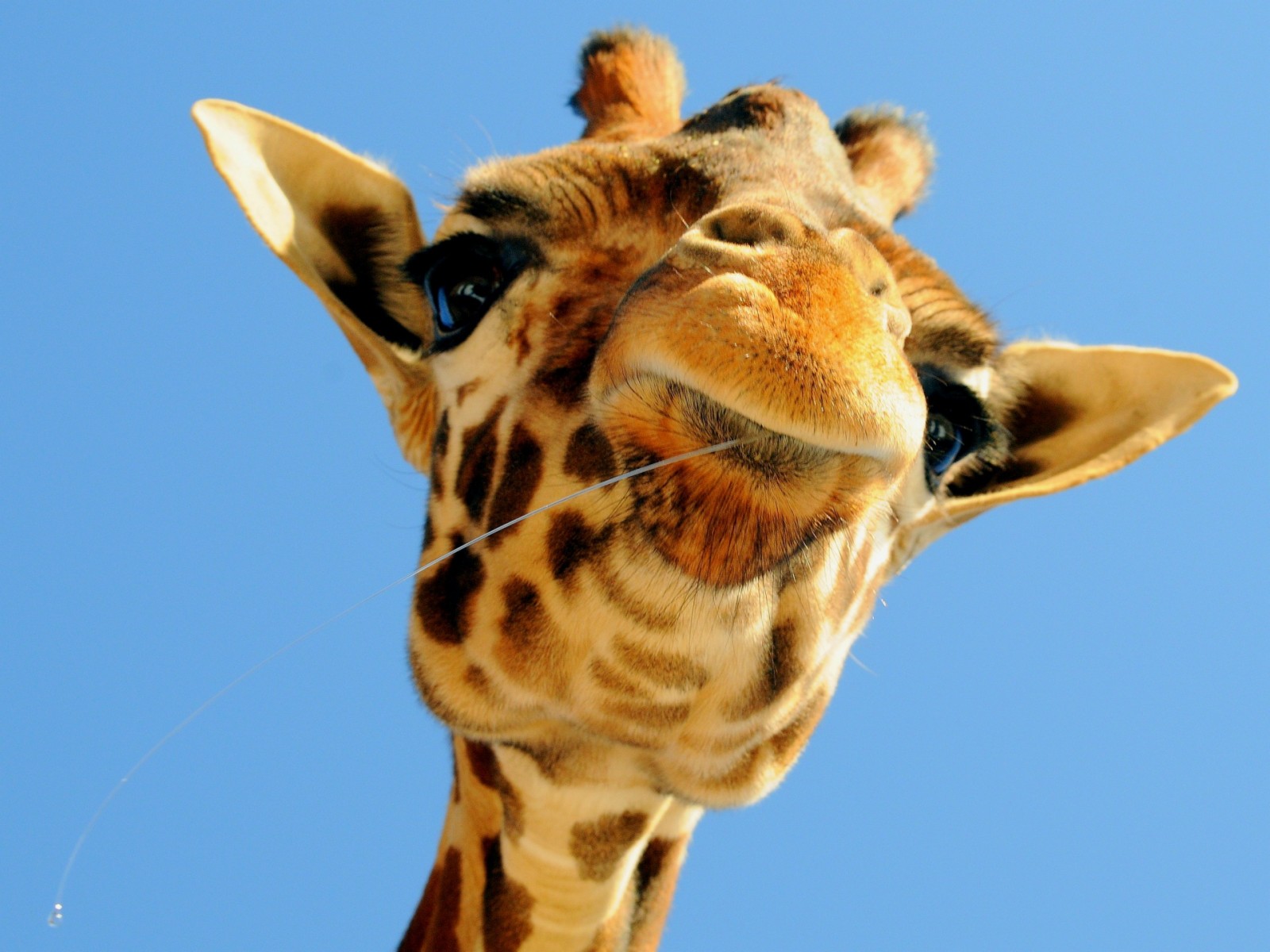 Cute Giraffe Wallpapers