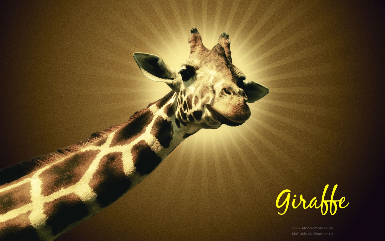 Cute Giraffe Wallpapers