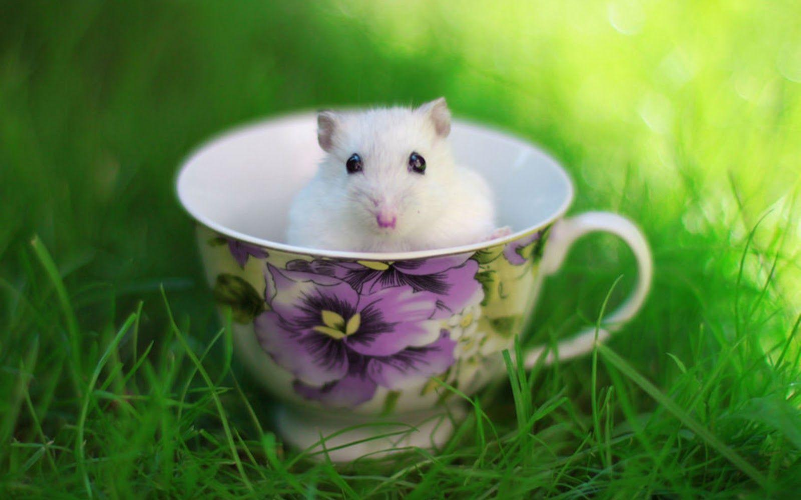 Cute Hamster Wallpapers