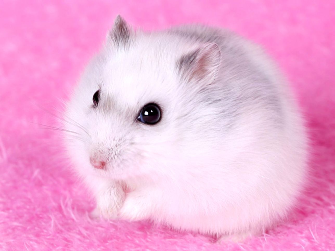 Cute Hamster  Wallpapers