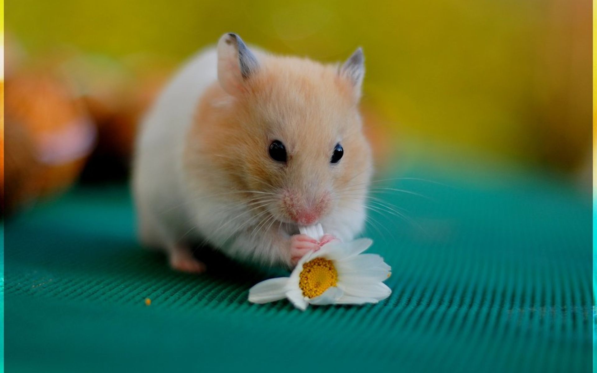 Cute Hamster  Wallpapers