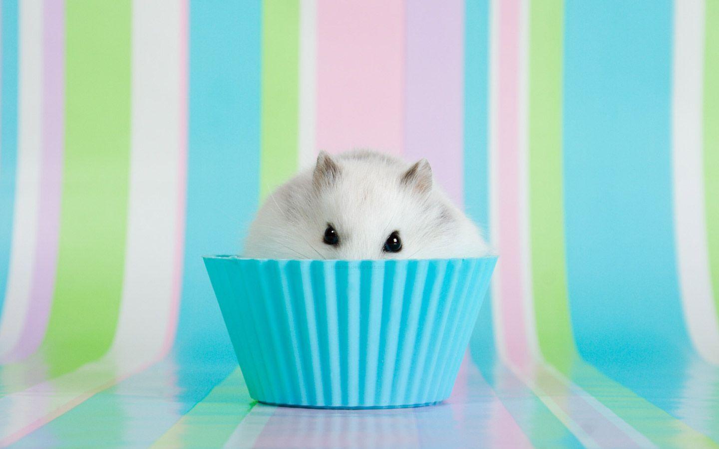 Cute Hamster  Wallpapers