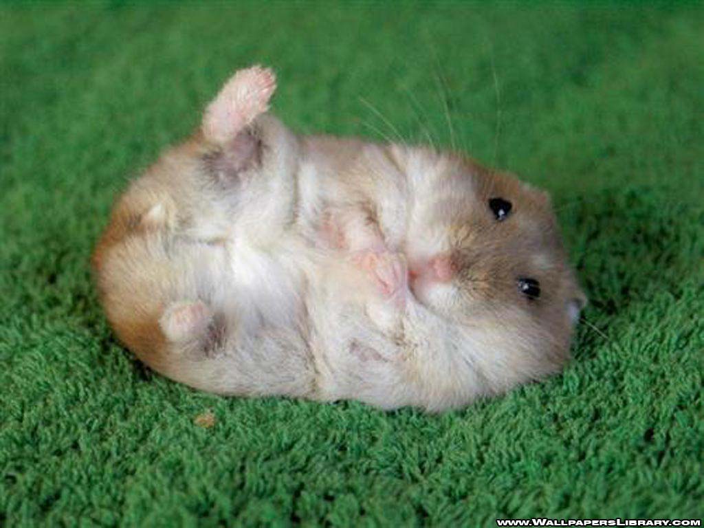 Cute Hamster  Wallpapers