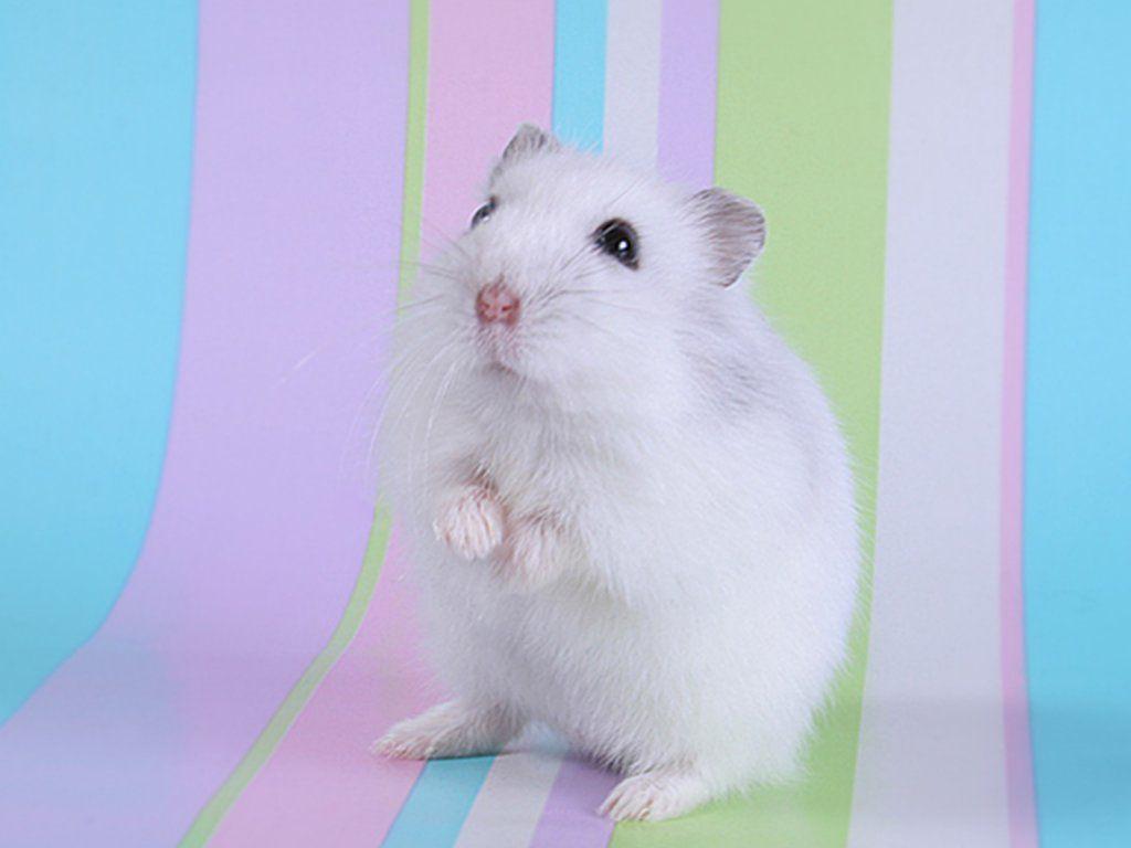 Cute Hamster  Wallpapers