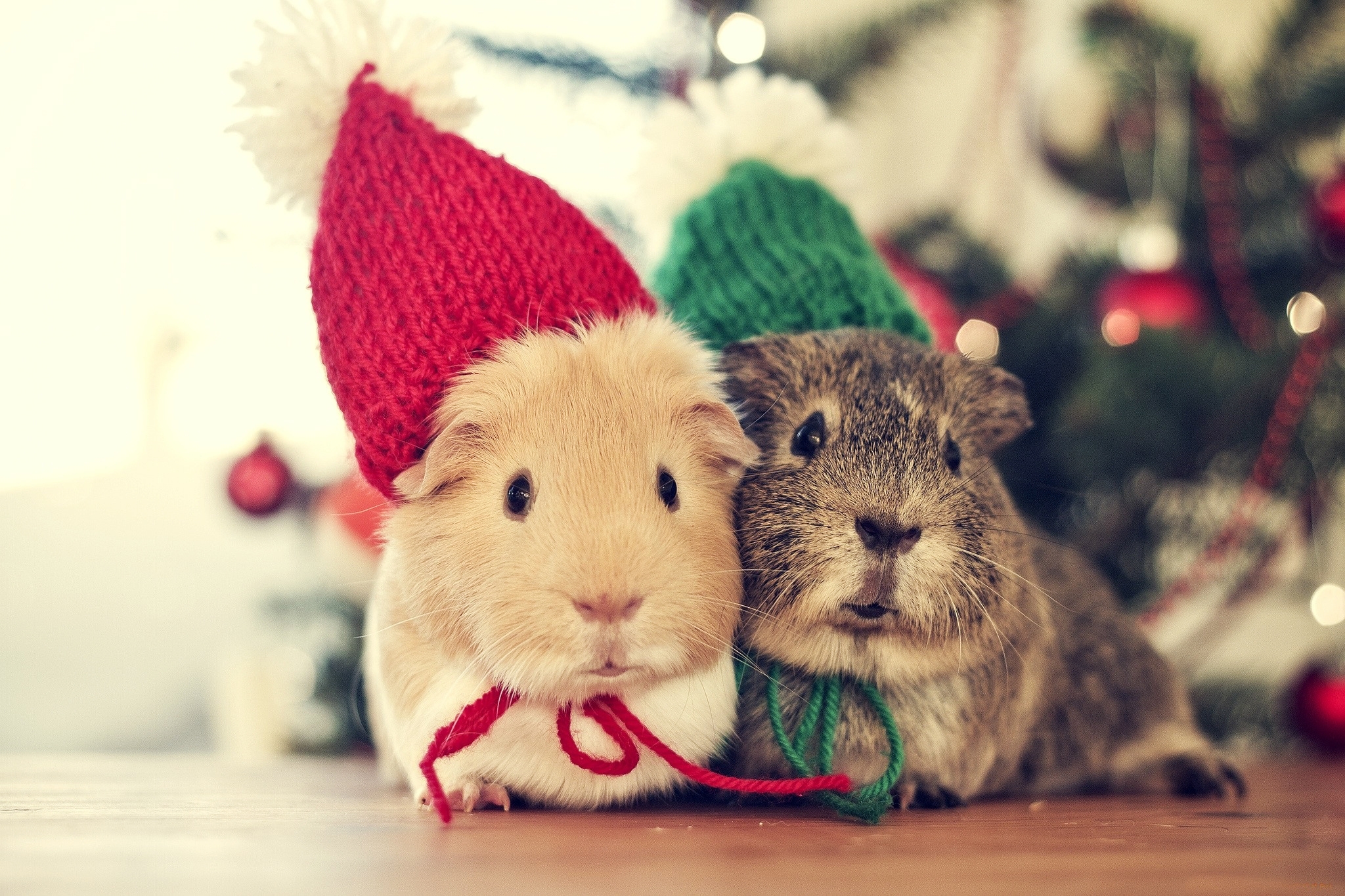 Cute Hamster  Wallpapers