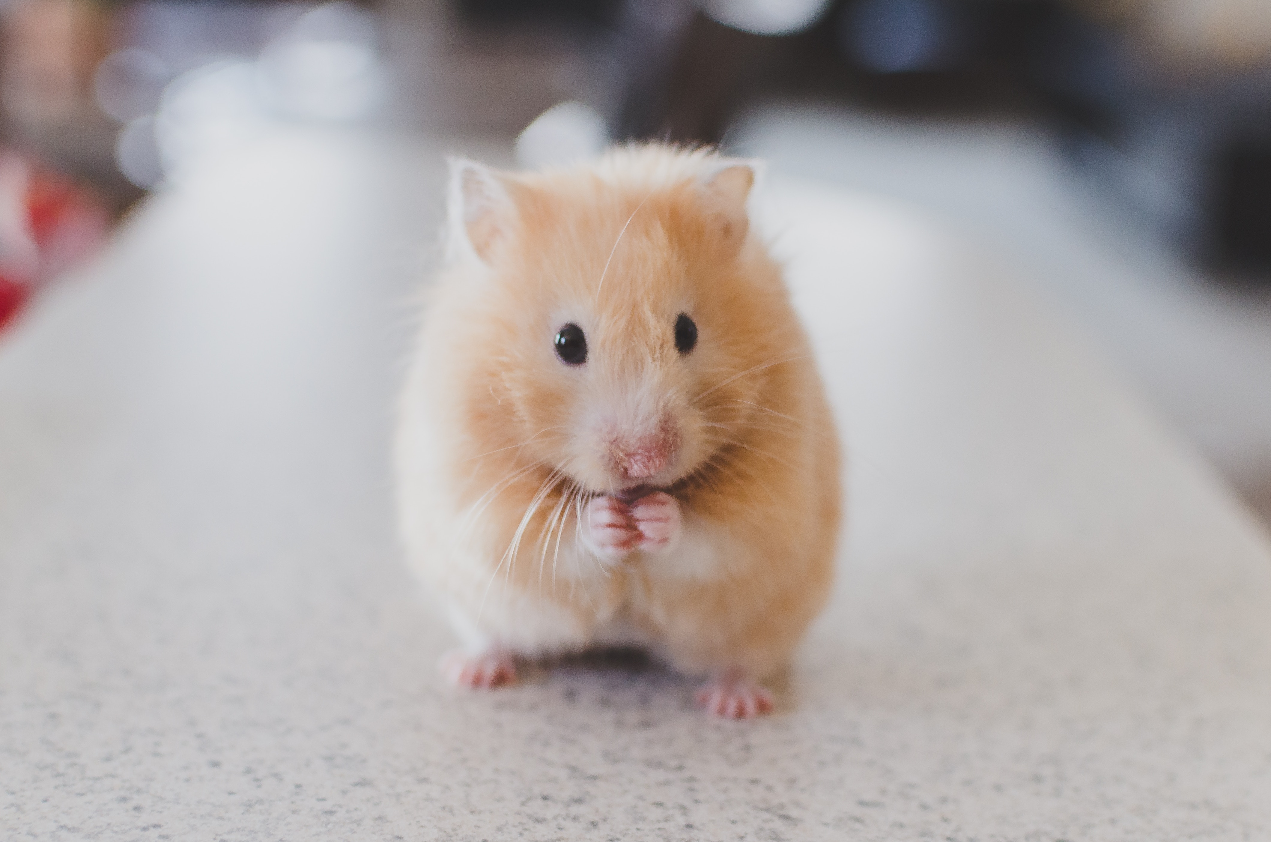 Cute Hamster  Wallpapers