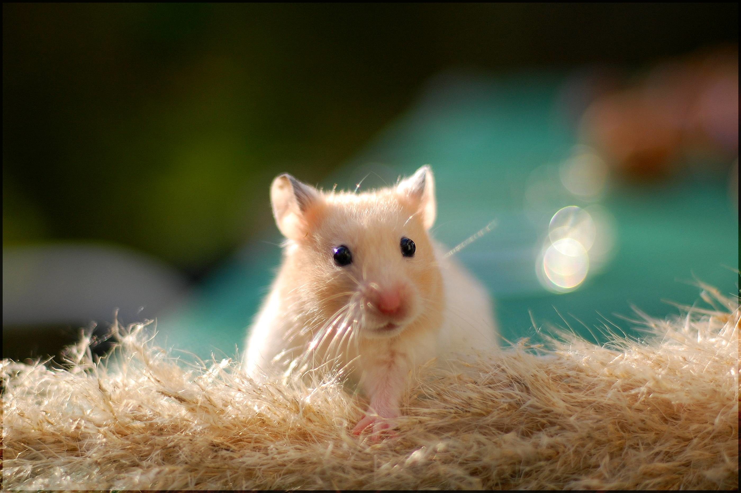 Cute Hamster  Wallpapers