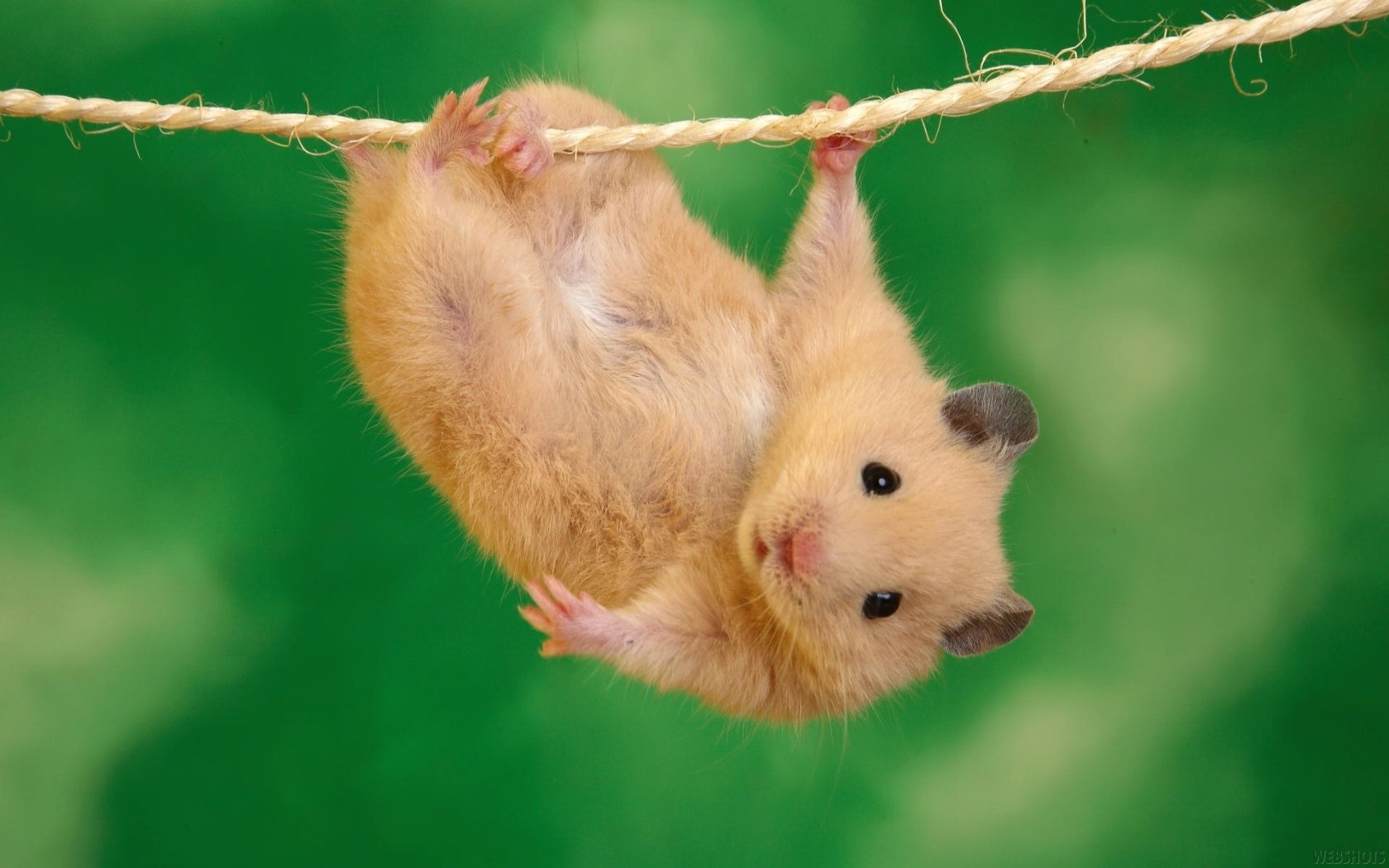 Cute Hamster  Wallpapers