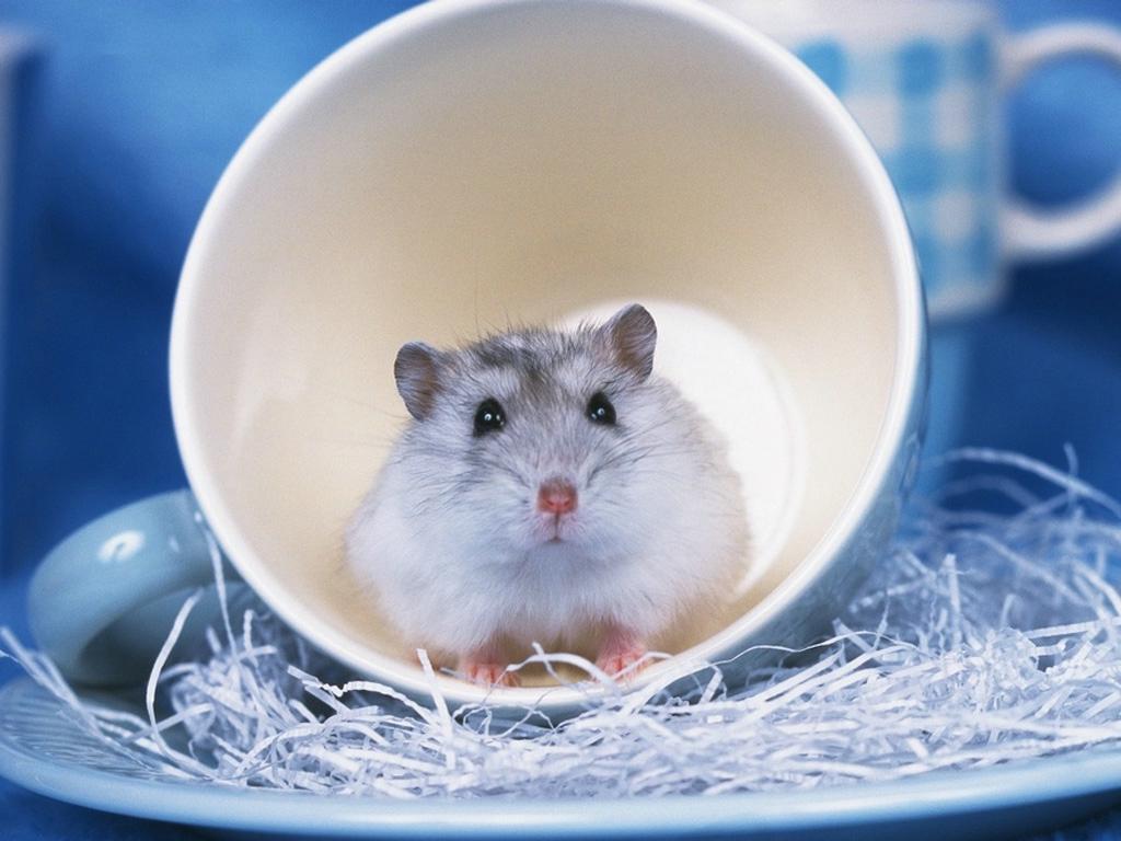 Cute Hamster  Wallpapers