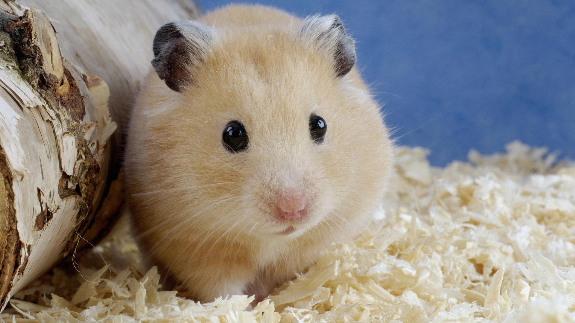 Cute Hamster  Wallpapers