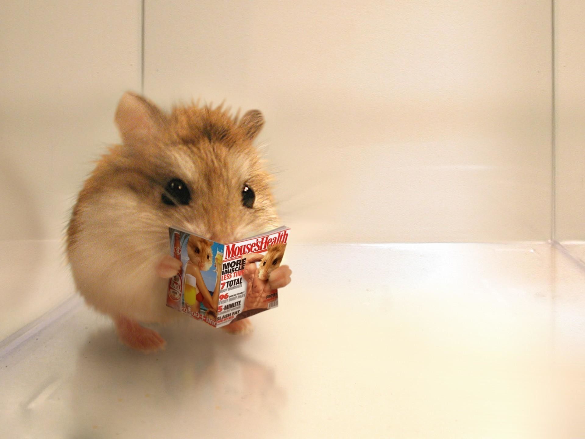 Cute Hamster  Wallpapers